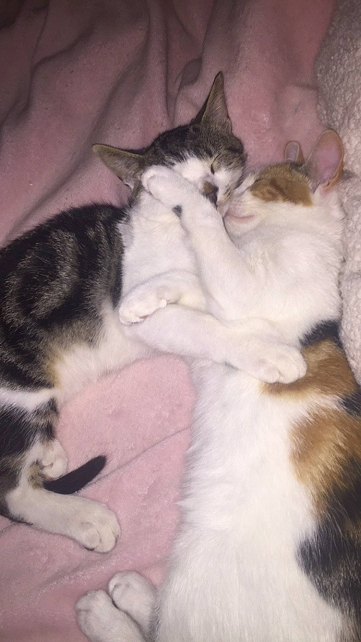 Zira participe au concours pour gagner de l'argent avec cette photo : aegean_cat, american_wirehair, carnivore, cat, domestic_short_haired_cat, european_shorthair, felidae, fur, kitten, mammal, norwegian_forest_cat, polydactyl_cat, small_to_medium_sized_cats, tail, whiskers