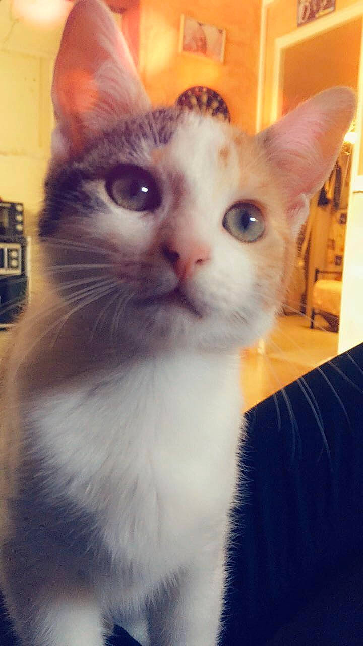 Zira participe au concours pour gagner de l'argent avec cette photo : aegean_cat, american_wirehair, asian, carnivore, cat, domestic_short_haired_cat, ear, european_shorthair, eye, felidae, kitten, mammal, nose, ojos_azules, polydactyl_cat, small_to_medium_sized_cats, snout, turkish_van, vertebrate, whiskers