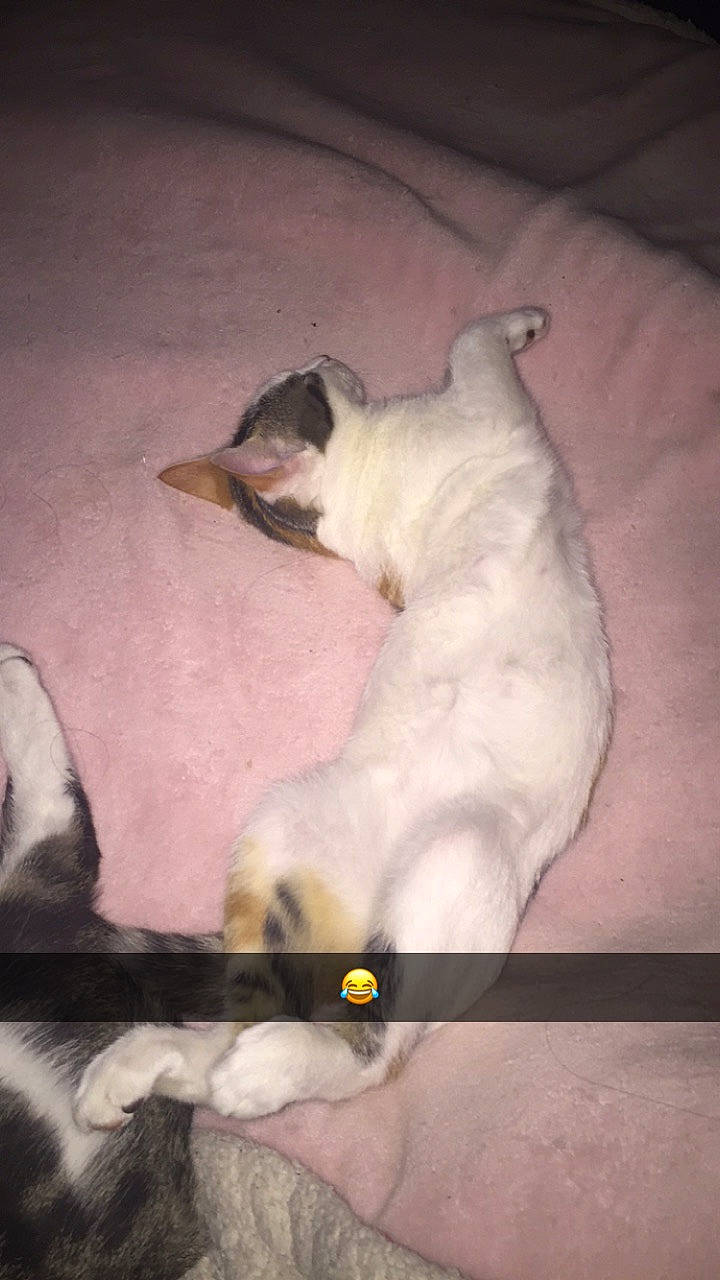 Zira participe au concours pour gagner de l'argent avec cette photo : canidae, carnivore, dog, dog_breed, puppy, sporting_group, tail