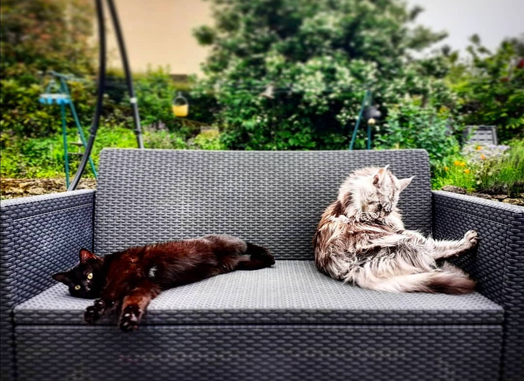 Doody participe au concours pour gagner de l'argent avec cette photo : carnivore, comfort, companion_dog, couch, dog, dog_breed, fawn, felidae, flowerpot, grass, liver, living_room, outdoor_furniture, plant, roof, small_to_medium_sized_cats, studio_couch, tree, vertebrate, wood