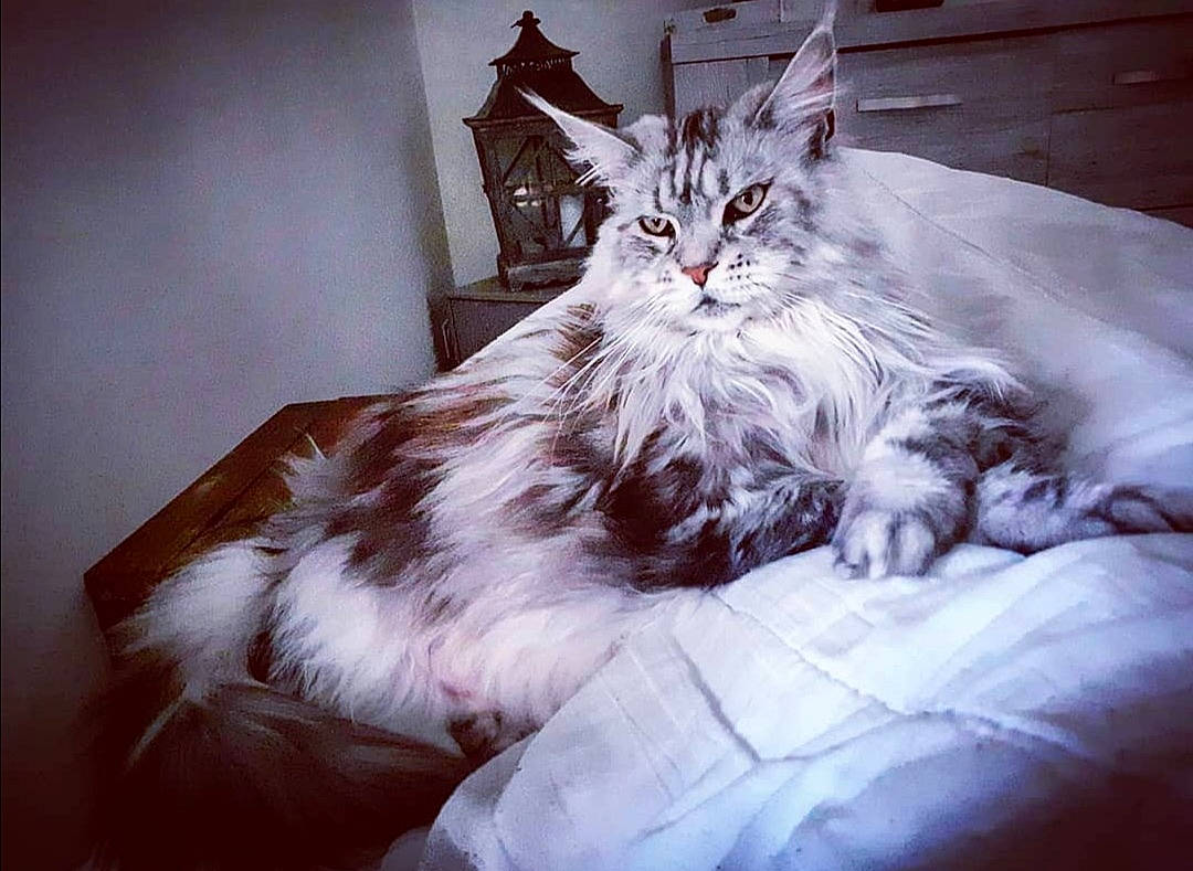 Doody a rejoint le concours — aidez-le/la à gagner de superbes lots ! bed, bed_sheet, bedding, bedroom, cabinetry, carnivore, cat, comfort, couch, domestic_short_haired_cat, felidae, fur, paw, plant, sitting, small_to_medium_sized_cats, tail, tree, whiskers, window