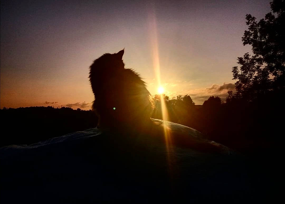 Doody participe au concours pour gagner de l'argent avec cette photo : afterglow, astronomical_object, atmosphere, atmospheric_phenomenon, calm, cloud, dusk, grass, heat, horizon, landscape, lens_flare, natural_landscape, sky, sun, sunlight, sunrise, sunset, tints_and_shades, tree