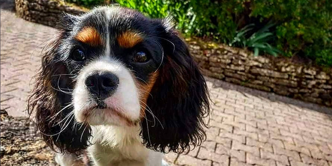 Raïka a rejoint le concours — aidez-le/la à gagner de superbes lots ! canidae, carnivore, cavalier_king_charles_spaniel, companion_dog, dog, dog_breed, eye, fur, grass, king_charles_spaniel, liver, plant, puppy, spaniel, sporting_group, terrestrial_animal, toy_dog, whiskers, working_animal, working_dog