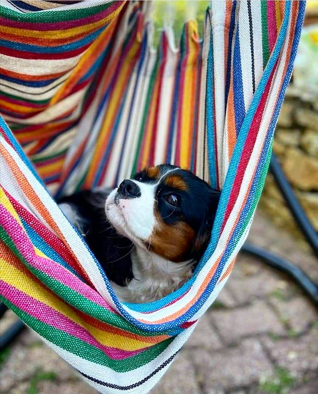 Raïka a rejoint le concours — aidez-le/la à gagner de superbes lots ! bag, basket, bicycle_handlebar, bicycle_tire, carnivore, collar, comfort, companion_dog, dog, dog_breed, dog_supply, electric_blue, eyewear, fawn, grass, mammal, snout, sporting_group, textile, vertebrate