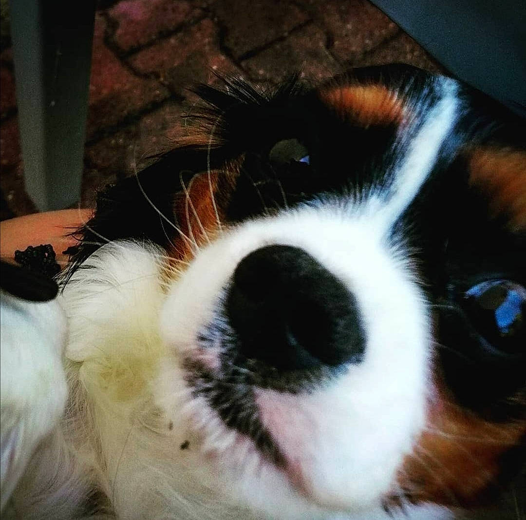 Raïka participe au concours pour gagner de l'argent avec cette photo : canidae, carnivore, companion_dog, dog, dog_breed, ear, eye, fawn, fur, hair, head, human_body, king_charles_spaniel, paw, snout, sporting_group, tail, terrestrial_animal, whiskers, working_animal