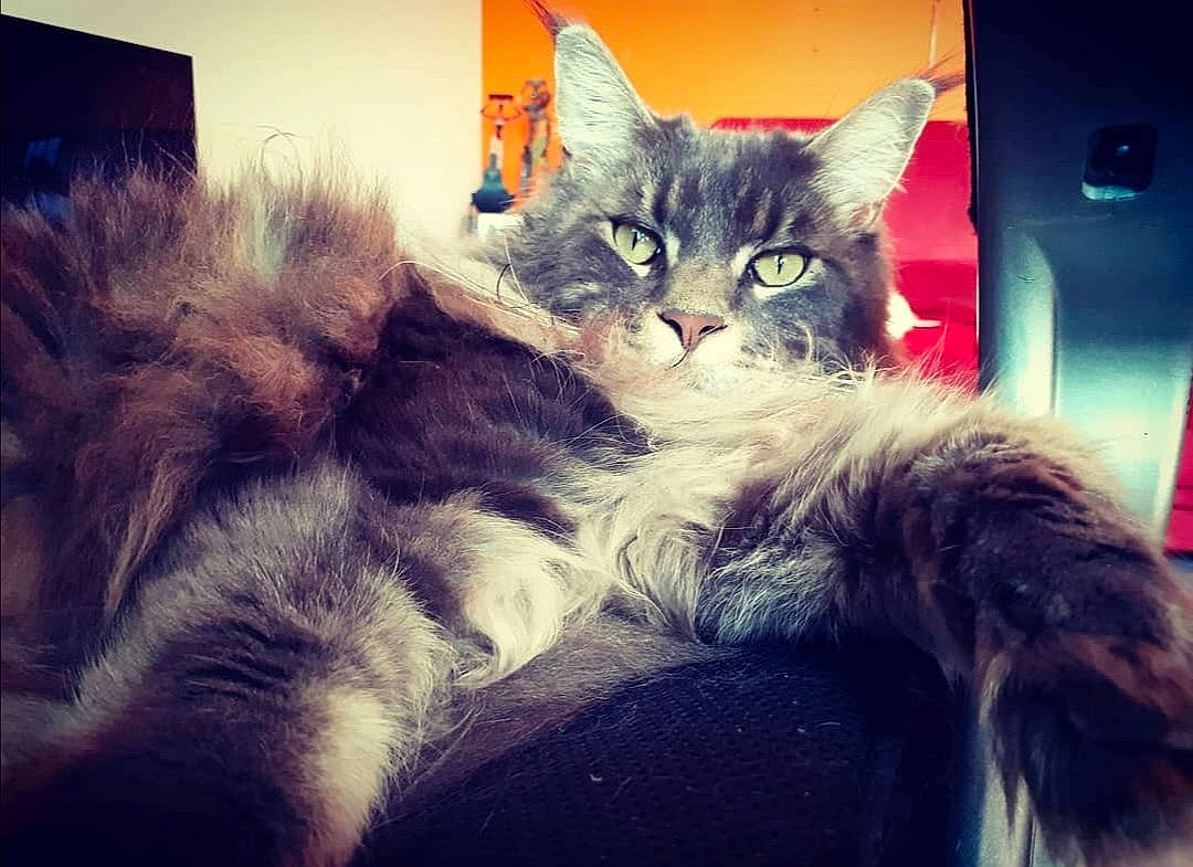 Balou a rejoint le concours — aidez-le/la à gagner de superbes lots ! carnivore, cat, claw, cloud, comfort, couch, domestic_short_haired_cat, electric_blue, felidae, fur, lap, meteorological_phenomenon, mountainous_landforms, paw, small_to_medium_sized_cats, square, tail, visual_arts, whiskers, window