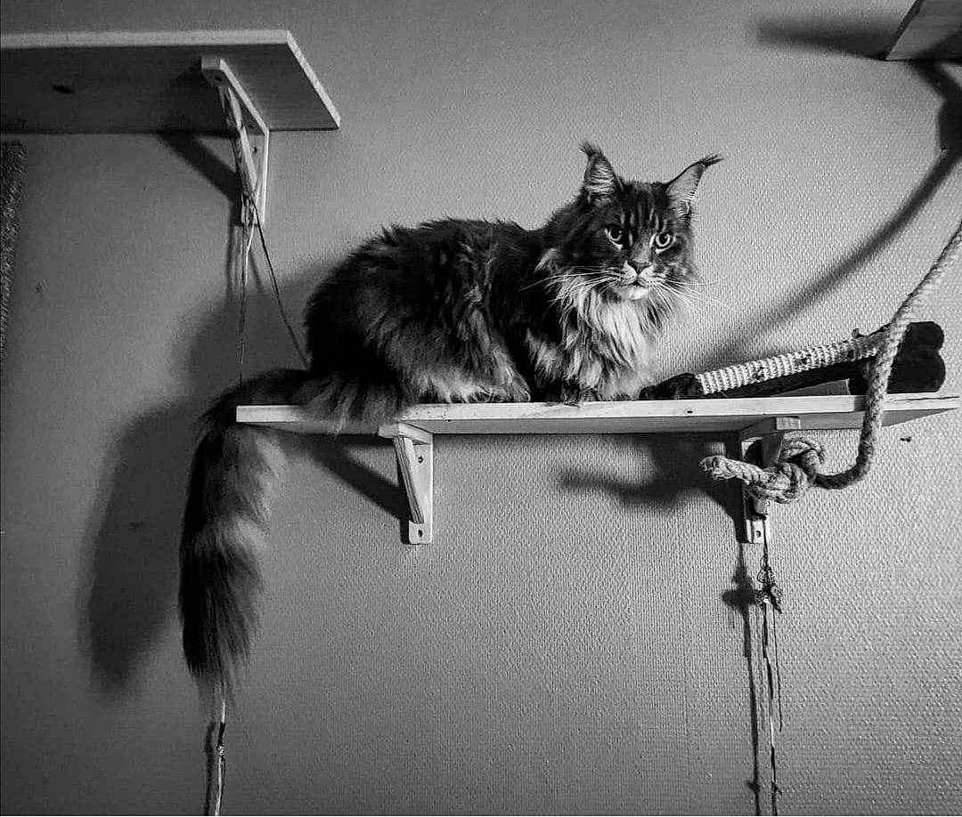 Balou a rejoint le concours — aidez-le/la à gagner de superbes lots ! black, black_and_white, carnivore, cat, darkness, felidae, fur, grey, lamp, monochrome, monochrome_photography, plant, room, small_to_medium_sized_cats, still_life_photography, stock_photography, style, tail, whiskers, white