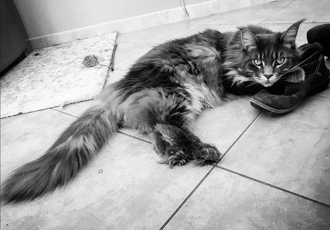 Balou participe au concours pour gagner de l'argent avec cette photo : black, black_and_white, carnivore, cat, claw, domestic_short_haired_cat, felidae, flooring, fur, grey, monochrome, monochrome_photography, paw, sitting, small_to_medium_sized_cats, snout, style, tail, terrestrial_animal, whiskers
