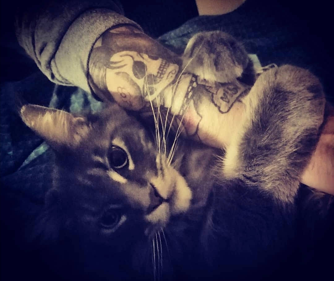 Balou participe au concours pour gagner de l'argent avec cette photo : beard, carnivore, cat, cloud, comfort, cool, darkness, domestic_short_haired_cat, electric_blue, felidae, fur, gesture, human_leg, meteorological_phenomenon, selfie, small_to_medium_sized_cats, snout, tail, whiskers, wilderness