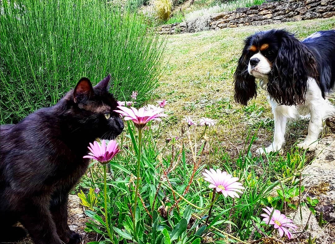 Eko a rejoint le concours — aidez-le/la à gagner de superbes lots ! canidae, carnivore, cat, cavalier_king_charles_spaniel, companion_dog, dog, dog_breed, felidae, flower, grass, green, groundcover, herbaceous_plant, petal, plant, shrub, small_to_medium_sized_cats, spaniel, sporting_group, terrestrial_animal