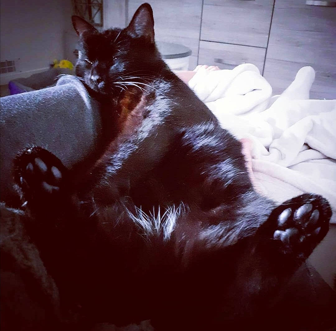 Eko a rejoint le concours — aidez-le/la à gagner de superbes lots ! black_cat, bombay, carnivore, cat, claw, comfort, domestic_short_haired_cat, felidae, flooring, fur, head, liver, nap, paw, small_to_medium_sized_cats, snout, square, tail, tints_and_shades, whiskers