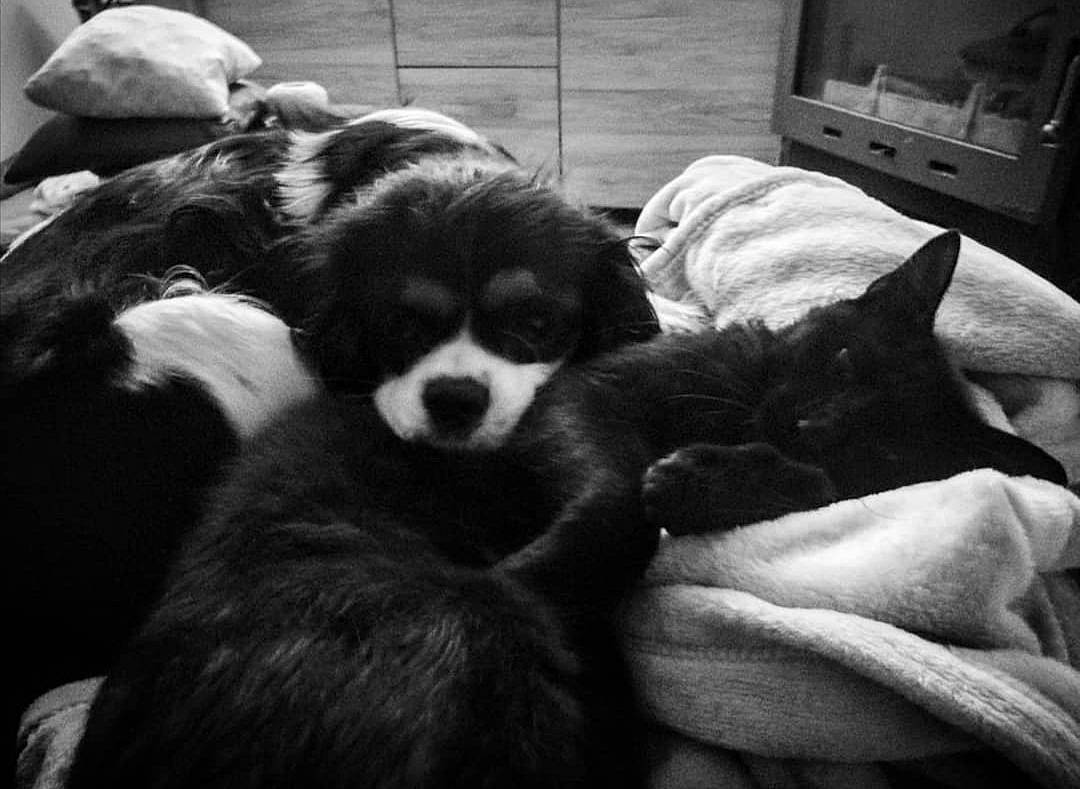 Eko a rejoint le concours — aidez-le/la à gagner de superbes lots ! black_and_white, cabinetry, carnivore, cat, chest_of_drawers, comfort, companion_dog, dog, dog_breed, drawer, fur, mammal, monochrome, monochrome_photography, snout, style, television, terrestrial_animal, vertebrate, whiskers