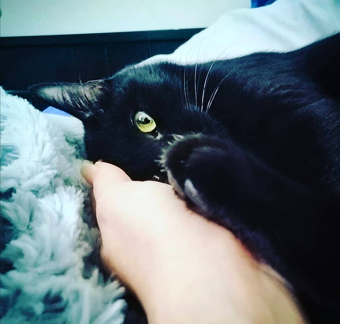 Eko participe au concours pour gagner de l'argent avec cette photo : black_cat, bombay, carnivore, cat, comfort, domestic_short_haired_cat, electric_blue, eye, felidae, finger, foot, fur, gesture, linens, nail, paw, small_to_medium_sized_cats, snout, tail, whiskers