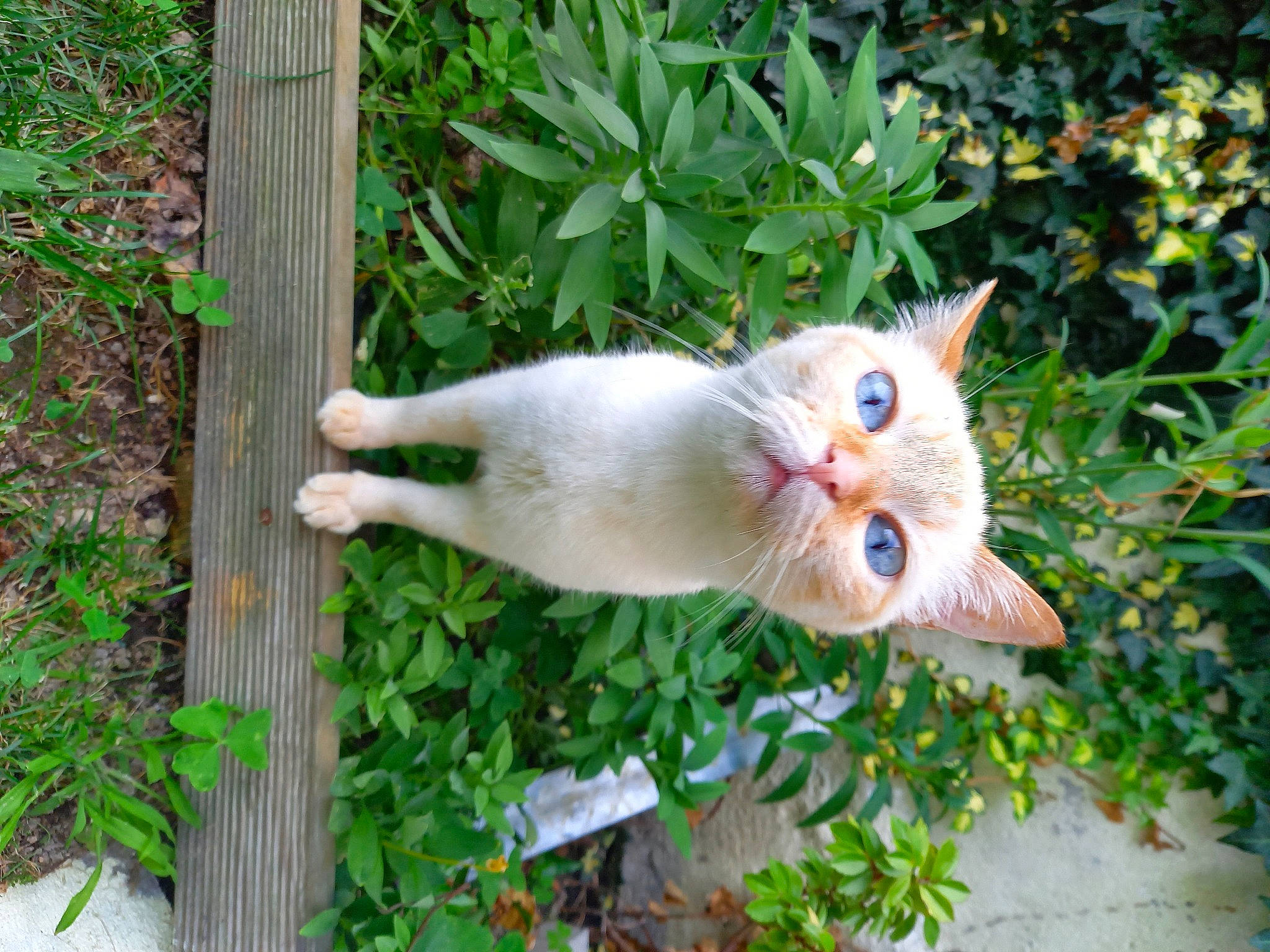 évoli participe au concours pour gagner de l'argent avec cette photo : botany, carnivore, cat, domestic_short_haired_cat, fawn, felidae, flowering_plant, fur, garden, grass, herb, paw, plant, plant_stem, small_to_medium_sized_cats, snout, tail, tree, whiskers, wood