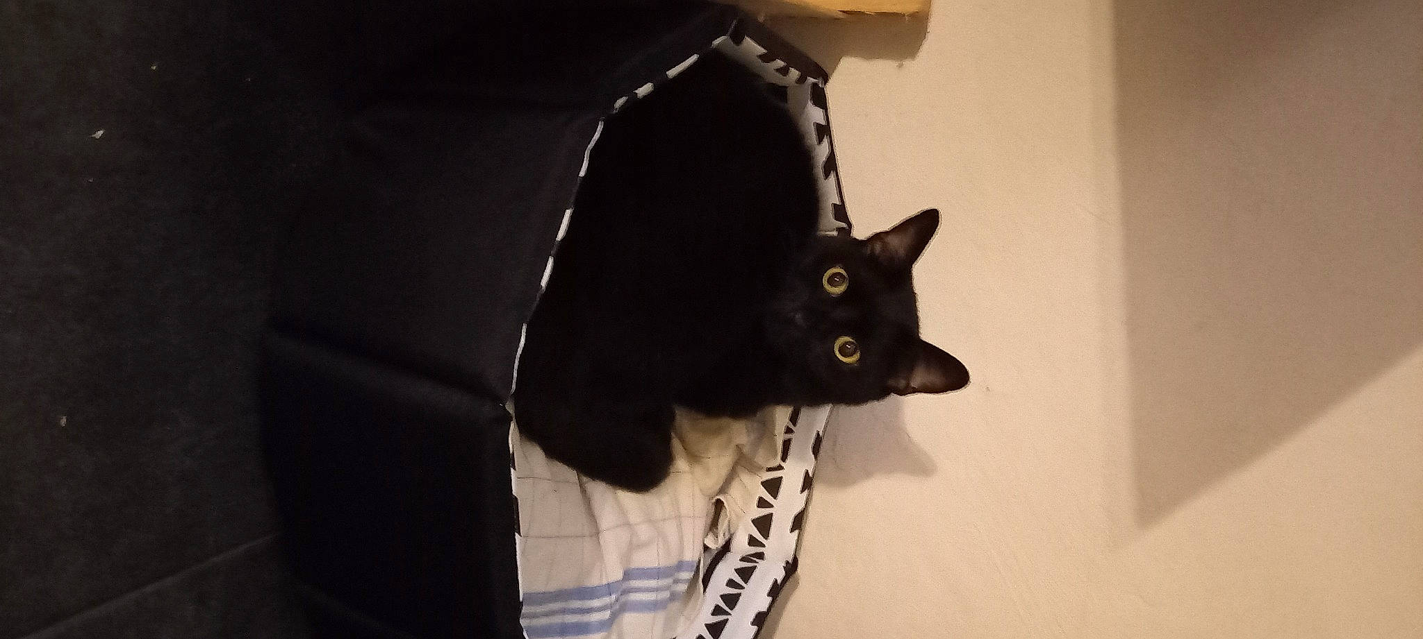 Réglisse participe au concours pour gagner de l'argent avec cette photo : black_cat, carnivore, cat, domestic_short_haired_cat, eye, fashion_accessory, felidae, fur, grey, human_body, linens, monochrome_photography, personal_protective_equipment, room, sleeve, small_to_medium_sized_cats, snout, tail, tree, whiskers