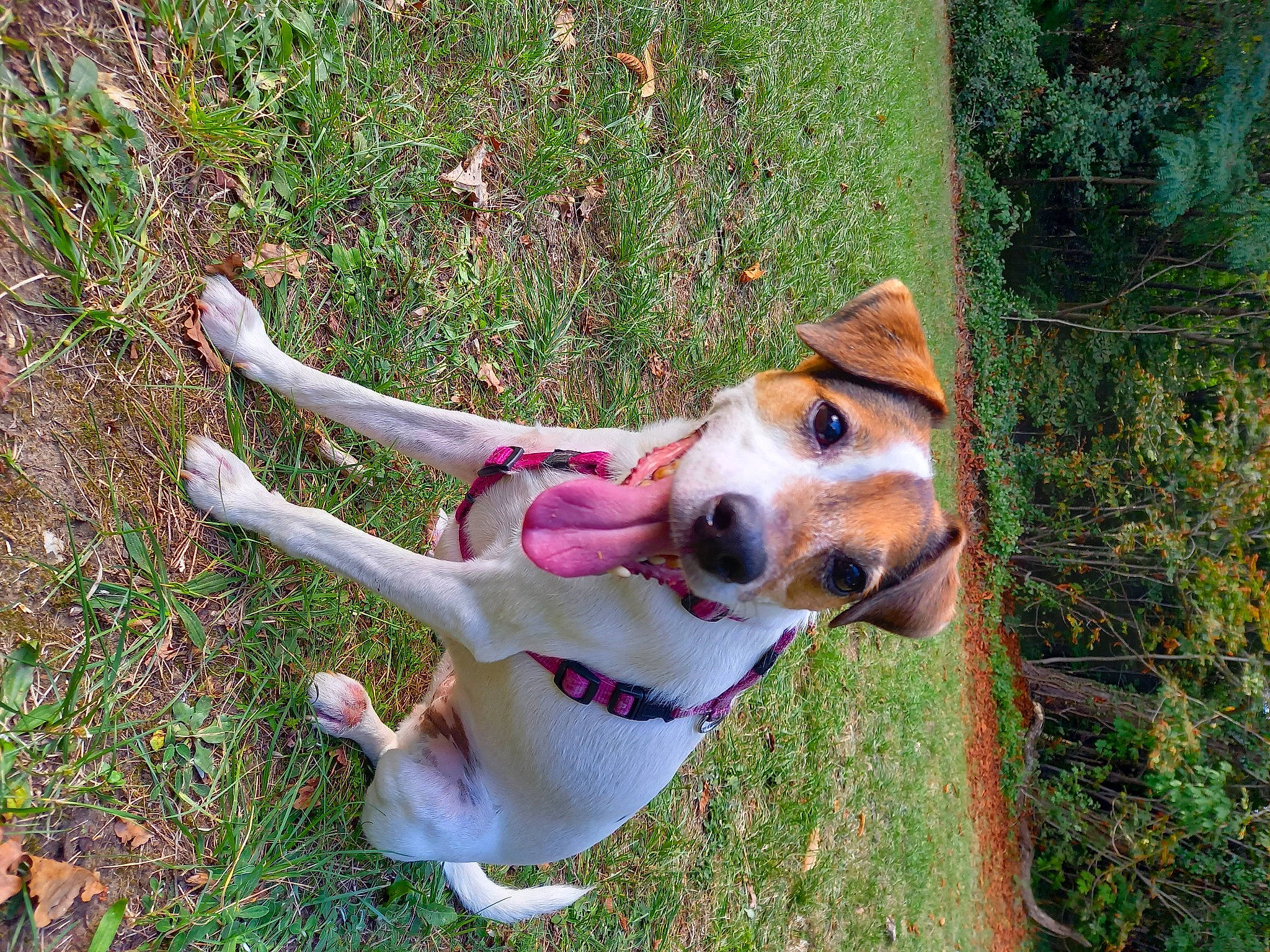 Lyzzie a rejoint le concours — aidez-le/la à gagner de superbes lots ! canidae, carnivore, collar, companion_dog, dog, dog_breed, dog_collar, dog_supply, fawn, grass, hound, leash, non_sporting_group, plant, scent_hound, sporting_group, tail, tree, working_animal, working_dog