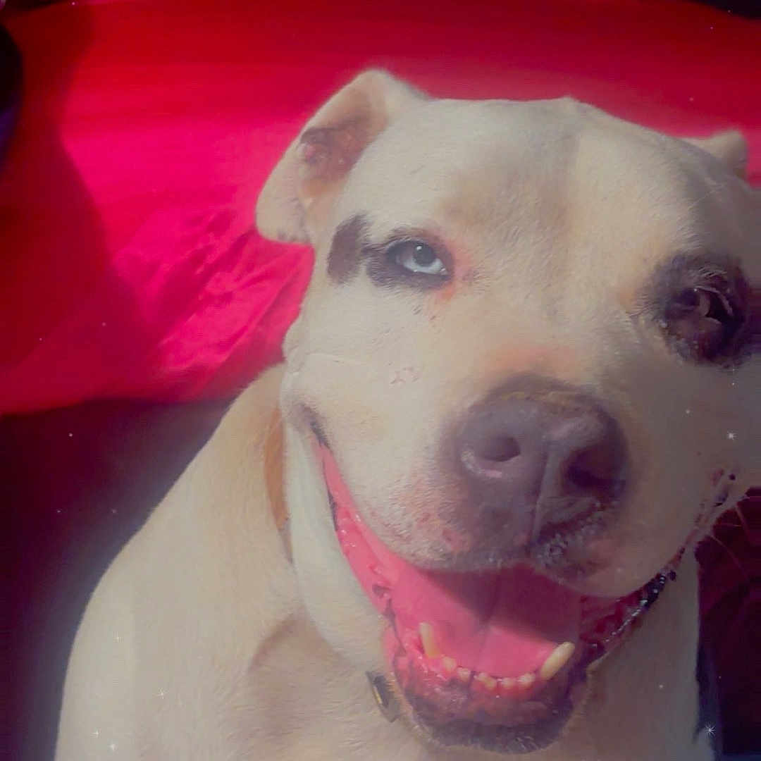 Kato Cruz joined the competition — help win amazing prizes! animal, bright, canine, closeup, collar, dog, ears, face, fur, happy, indoor, light_coat, mammal, pet, portrait, red_background, smiling, sparkles, teeth, tongue