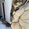 cat, tabby_cat, yellow_eyes, person, puffy_jacket, beige_jacket, outdoor, snow, door, house_siding, close_up, pet, animal, curious, winter, holding, warm_clothing, fur, whiskers, portrait