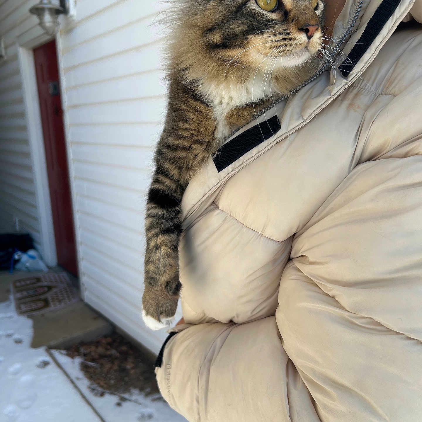 Winston joined the competition — help win amazing prizes! cat, tabby_cat, yellow_eyes, person, puffy_jacket, beige_jacket, outdoor, snow, door, house_siding, close_up, pet, animal, curious, winter, holding, warm_clothing, fur, whiskers, portrait