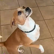 Puck joined the competition — help win amazing prizes! dog, brown, white, pet, indoor, tile_floor, curious, looking_up, collar, animal, canine, paw, standing, young_dog, domestic_animal, alert, companion, friendly, cute, mammal
