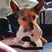 Pépète a rejoint le concours — aidez-le/la à gagner de superbes lots ! dog, toy, stuffed_animal, sheep_toy, ears, pet, cute, cozy, indoor, cushion, fabric, fur, animal, companion, resting, closeup, brown, black, playful, soft