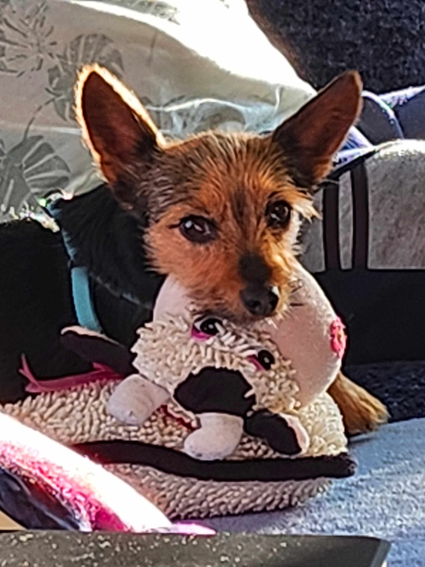 Pépète a rejoint le concours — aidez-le/la à gagner de superbes lots ! dog, toy, stuffed_animal, sheep_toy, ears, pet, cute, cozy, indoor, cushion, fabric, fur, animal, companion, resting, closeup, brown, black, playful, soft