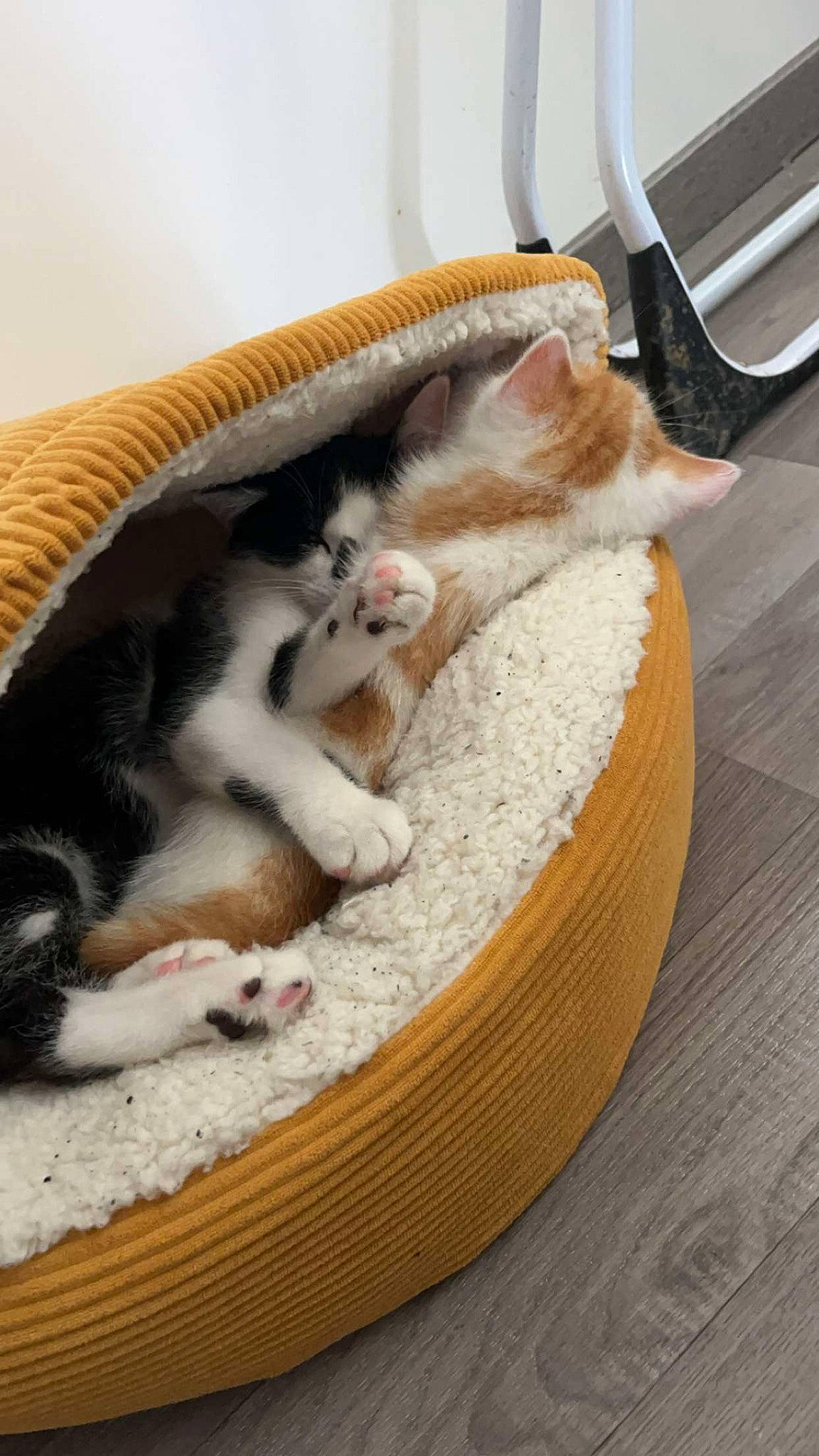 Winnie Et Tigrou a rejoint le concours — aidez-le/la à gagner de superbes lots ! canidae, carnivore, cat, cat_bed, cat_supply, comfort, domestic_short_haired_cat, fawn, felidae, flooring, fur, hardwood, linens, nap, paw, pet_supply, small_to_medium_sized_cats, tail, whiskers, wood