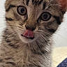 kitten, tabby, cat, tongue_out, closeup, cute, pet, whiskers, ears, fur, animal, indoor, curious, young, portrait, small, domestic_cat, feline, sitting, playful