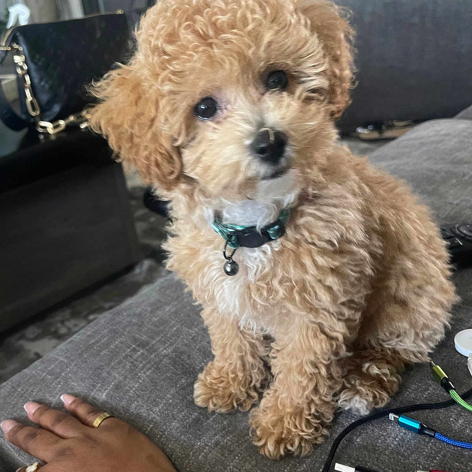 Bentley is registered to the contest to win money with this photo: accessories, animal, baby, bag, canine, couch, cushion, doctor, dog, furniture, handbag, homedecor, pen, person, pet, plant, poodle, puppy, terrier, whitedog