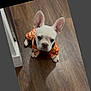 dog, puppy, french_bulldog, pet, indoor, wooden_floor, orange_clothing, cute, small_dog, animal, ears, looking_up, sitting, floor, canine, young_dog, domestic_animal, adorable, white_dog, costume