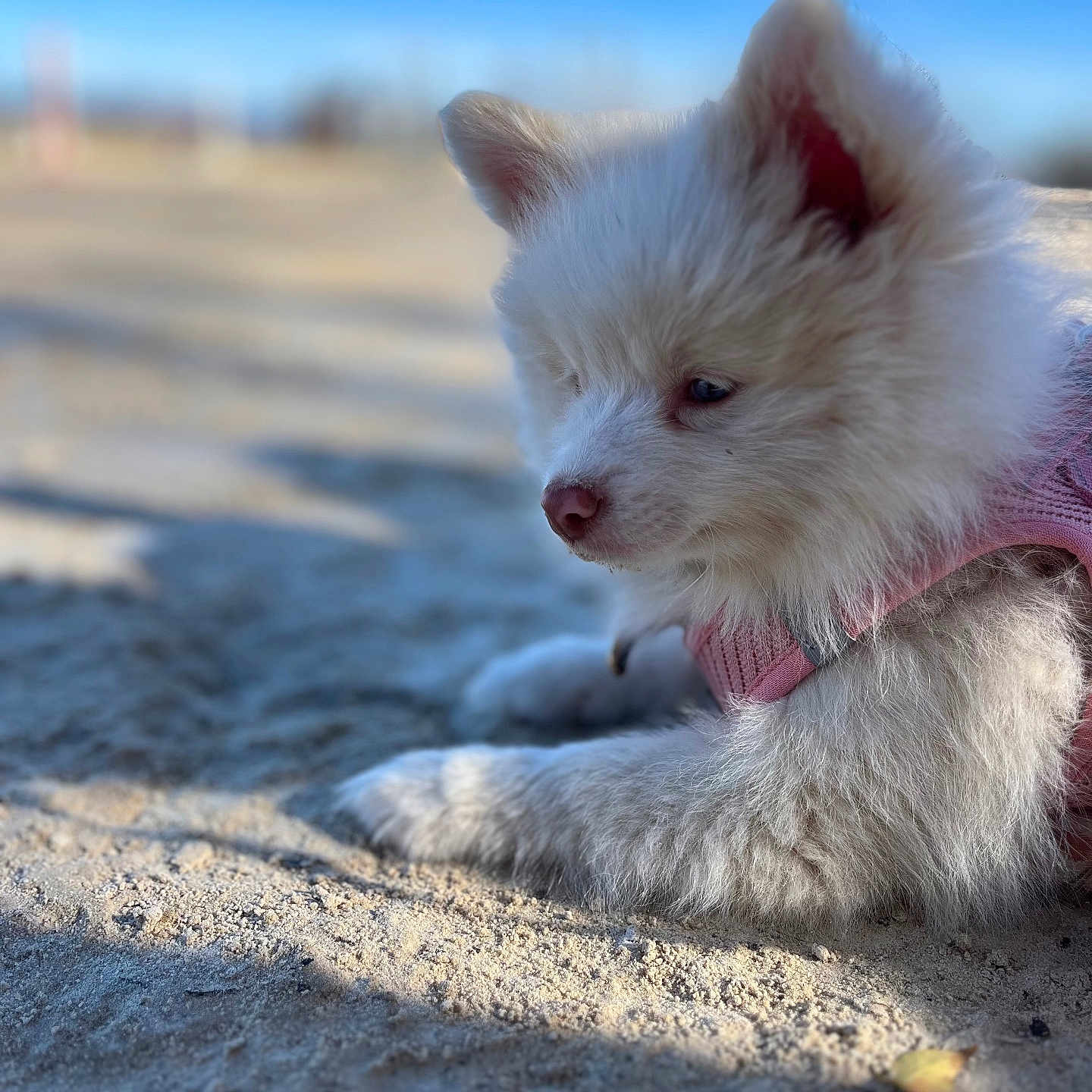Mavrik a rejoint le concours — aidez-le/la à gagner de superbes lots ! animal, canine, cat, dog, eskimodog, fox, husky, kitten, nature, outdoors, pet, puppy, sand, soil, terrier, whitedog