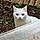 Pépito