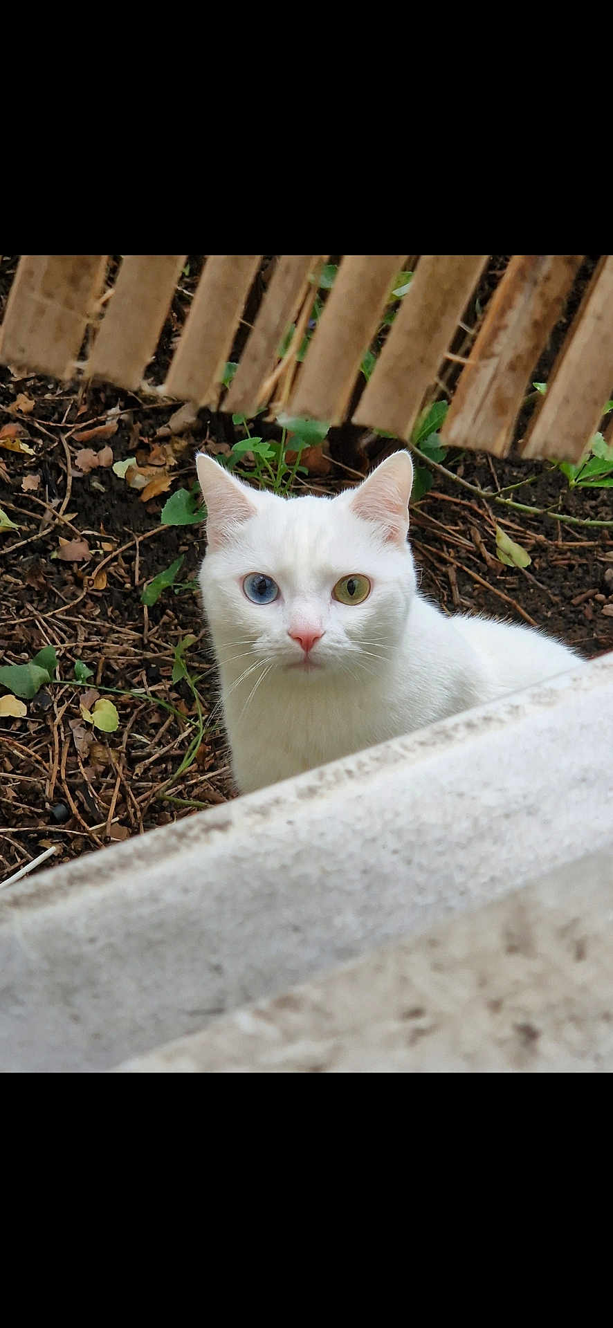 Pépito