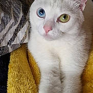 Pépito participe au concours pour gagner de l'argent avec cette photo : cat, white_cat, heterochromia, blue_eye, green_eye, pet, animal, feline, close_up, portrait, soft_texture, blanket, cozy, indoor, cute, relaxed, fur, whiskers, ears, pink_nose