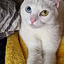 cat, white_cat, heterochromia, blue_eye, green_eye, pet, animal, feline, close_up, portrait, soft_texture, blanket, cozy, indoor, cute, relaxed, fur, whiskers, ears, pink_nose