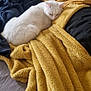 Pépito a rejoint le concours — aidez-le/la à gagner de superbes lots ! cat, white_cat, bed, blanket, yellow_blanket, navy_blanket, pillow, sleeping_cat, cozy, indoor, pet, fur, resting, comfort, soft_texture, relaxation, feline, household, animal, domestic