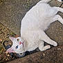 cat, white_cat, heterochromia, outdoor, concrete, garden, pet, animal, feline, relaxed, curious, lying_down, close_up, eyes, paw, tail, nature, texture, daylight, background