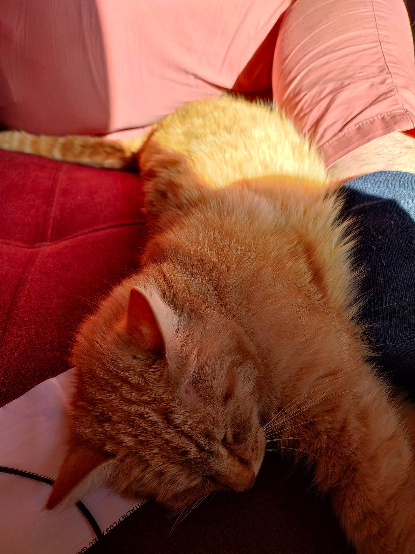 Galilée a rejoint le concours — aidez-le/la à gagner de superbes lots ! carnivore, cat, claw, comfort, domestic_short_haired_cat, fawn, felidae, flooring, fur, human_leg, linens, nap, orange, paw, small_to_medium_sized_cats, snout, tail, textile, whiskers, wood