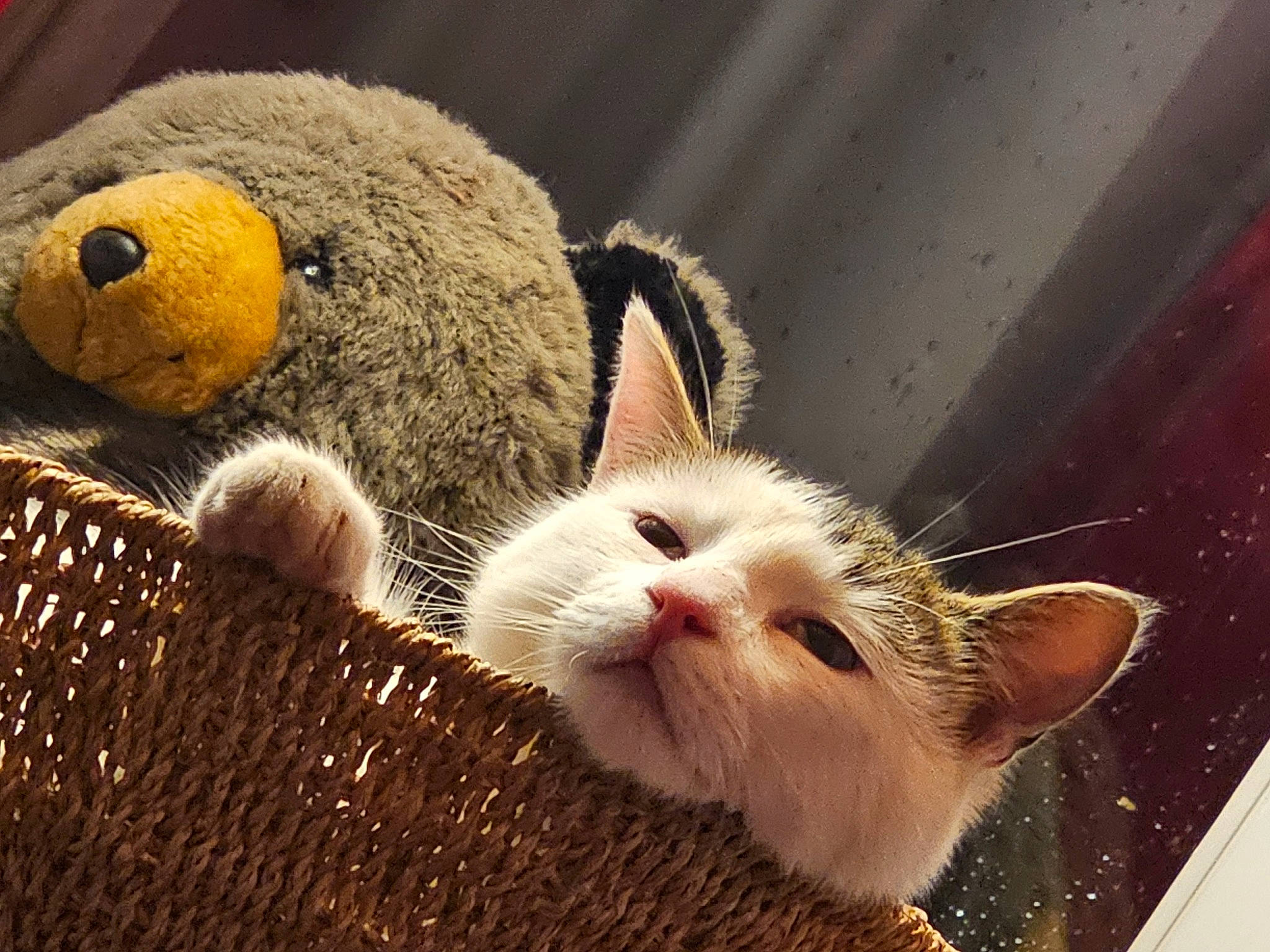 Darwin participe au concours pour gagner de l'argent avec cette photo : carnivore, cat, comfort, domestic_short_haired_cat, eye, fawn, felidae, fur, head, nose, organism, paw, small_to_medium_sized_cats, snout, stuffed_toy, tail, terrestrial_animal, toy, whiskers, wood