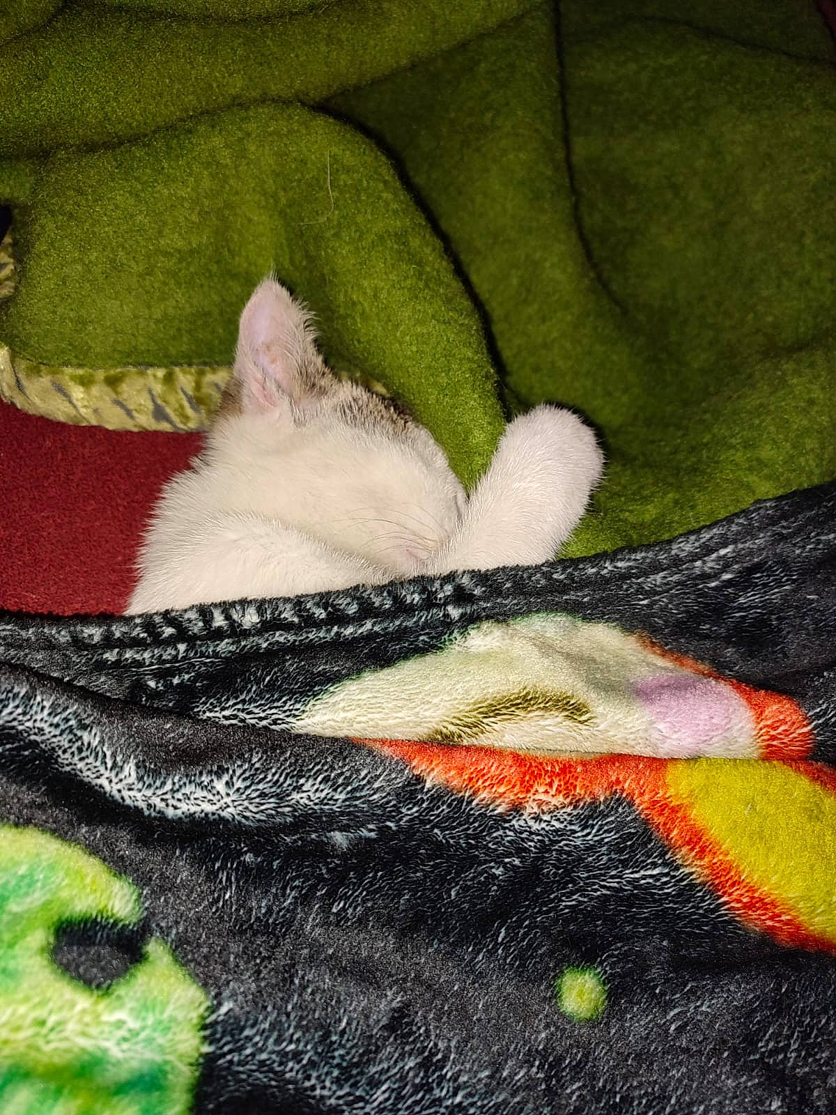 Darwin a rejoint le concours — aidez-le/la à gagner de superbes lots ! art, canidae, carnivore, cat, close_up, comfort, dog_breed, fawn, felidae, fur, grey, linens, pattern, small_to_medium_sized_cats, snout, tail, textile, whiskers, wool, woolen