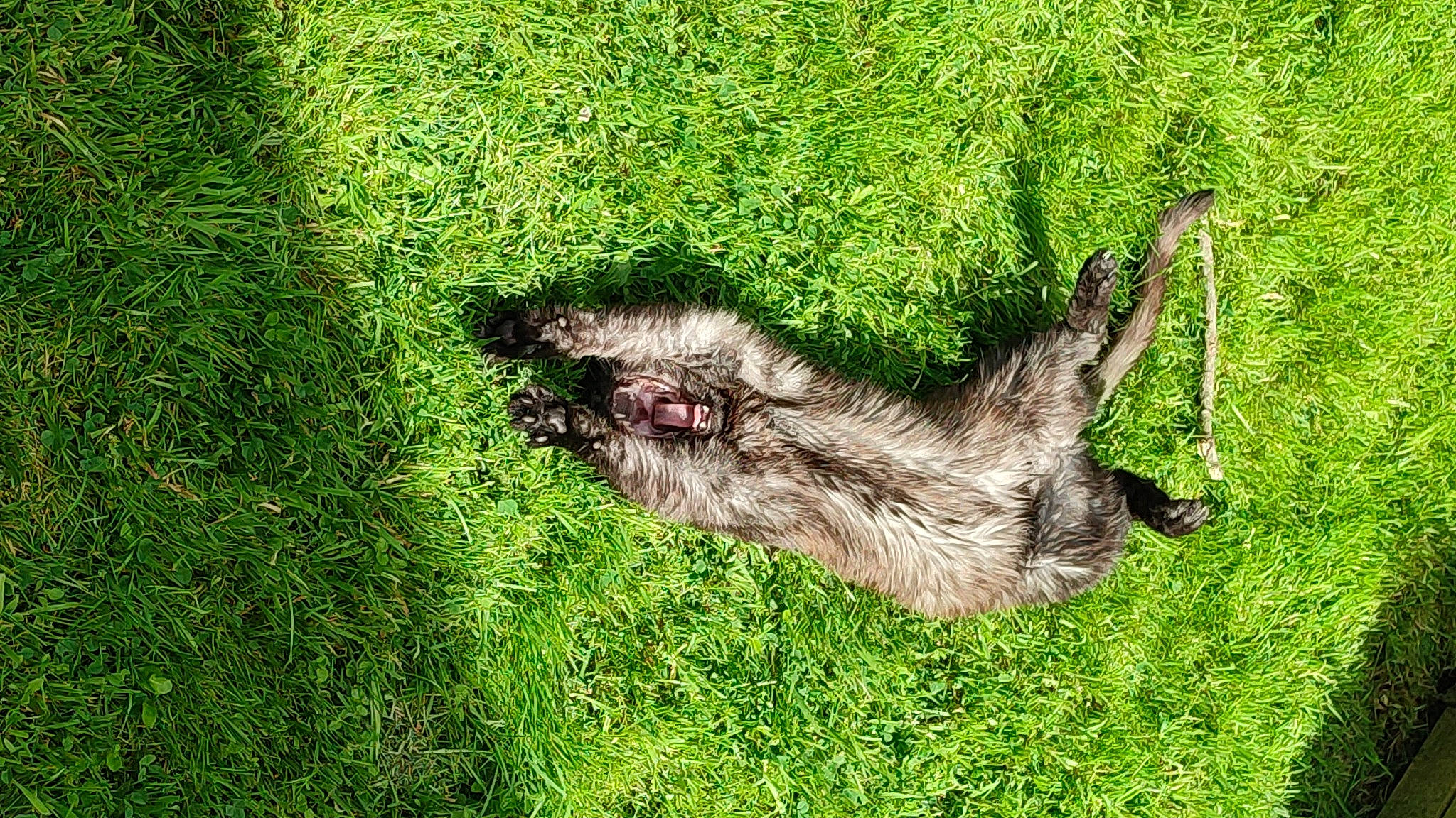 Edison a rejoint le concours — aidez-le/la à gagner de superbes lots ! canidae, dog_breed, fawn, fur, grass, grass_family, grassland, groundcover, pasture, plant, snout, soil, sporting_group, tail, terrestrial_animal, trunk, wildlife, wood, working_animal