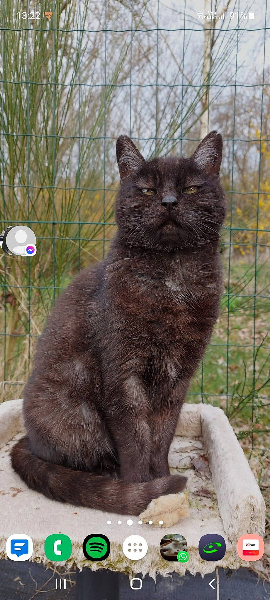 Edison a rejoint le concours — aidez-le/la à gagner de superbes lots ! carnivore, cat, claw, domestic_short_haired_cat, felidae, fence, fur, grass, grey, groundcover, plant, small_to_medium_sized_cats, snout, tail, terrestrial_animal, tree, whiskers