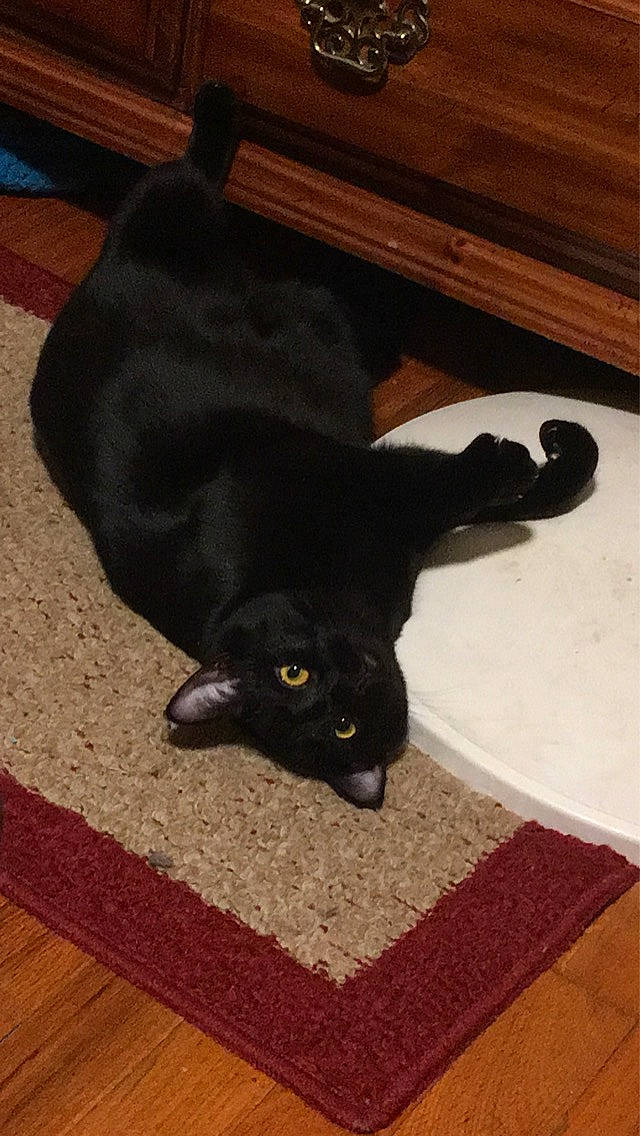 Tinky joined the competition — help win amazing prizes! black_cat, bombay, carnivore, cat, comfort, dog_breed, domestic_short_haired_cat, felidae, floor, flooring, fur, hardwood, leg, mammal, small_to_medium_sized_cats, snout, tail, terrestrial_animal, whiskers, wood