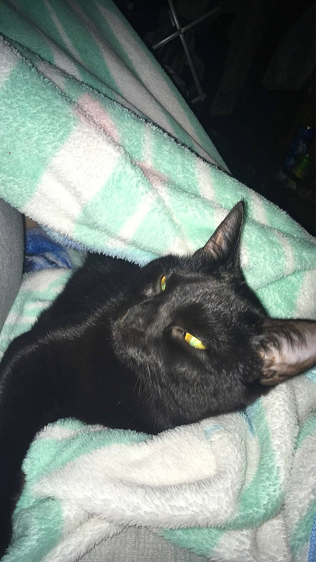 Tinky joined the competition — help win amazing prizes! black_cat, blanket, bombay, carnivore, cat, claw, comfort, domestic_short_haired_cat, electric_blue, felidae, fur, grey, linens, nap, pattern, sleep, small_to_medium_sized_cats, tail, terrestrial_animal, whiskers