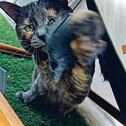 Dolce participe au concours pour gagner de l'argent avec cette photo : cat, tortoiseshell, paw, motion_blur, green, artificial_grass, indoor, wood, metal, fur, whiskers, closeup, curious, pet, animal, feline, eye, face, playful, reaching