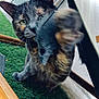 cat, tortoiseshell, paw, motion_blur, green, artificial_grass, indoor, wood, metal, fur, whiskers, closeup, curious, pet, animal, feline, eye, face, playful, reaching