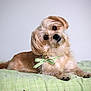 bed, bedding, big_eyes, bow, brown_fur, cream_fur, cute, dog, domestic_animal, fur, green_bedspread, head_tilt, paws, pet, portrait, puppy, ribbon, small_dog, studio_background, whiskers