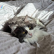 Lily is registered to the contest to win money with this photo: cat, feline, pet, animal, bed, blanket, fur, whiskers, yellow_eyes, relaxed, indoor, cozy, sunlight, soft, sleepy, cute, fluffy, resting, domestic, comfort