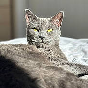 Loki is registered to the contest to win money with this photo: cat, gray_cat, feline, yellow_eyes, relaxed, sunlight, indoor, pet, fur, whiskers, portrait, animal, sleepy, closeup, soft_bedding, cute, domestic_cat, resting, cozy, calm
