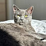 cat, gray_cat, feline, yellow_eyes, relaxed, sunlight, indoor, pet, fur, whiskers, portrait, animal, sleepy, closeup, soft_bedding, cute, domestic_cat, resting, cozy, calm